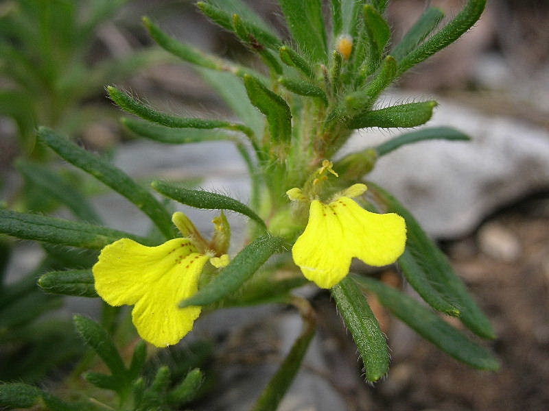 Ajuga chamaepitys / Iva artritica
